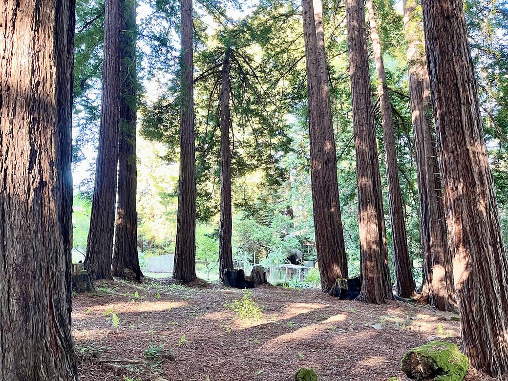 IMG_6800 A grove of redwood trees in a circular formation.