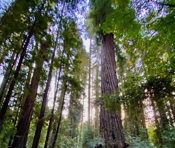 A redwood forest viewed from the ground looking up at the trunks.