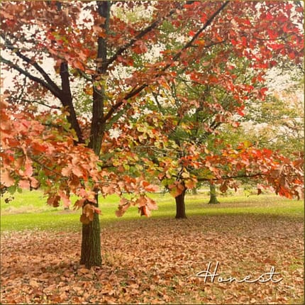 Honest Album art for Honest by Isabella Dussias, depicting a tree with colorful autumn leaves.